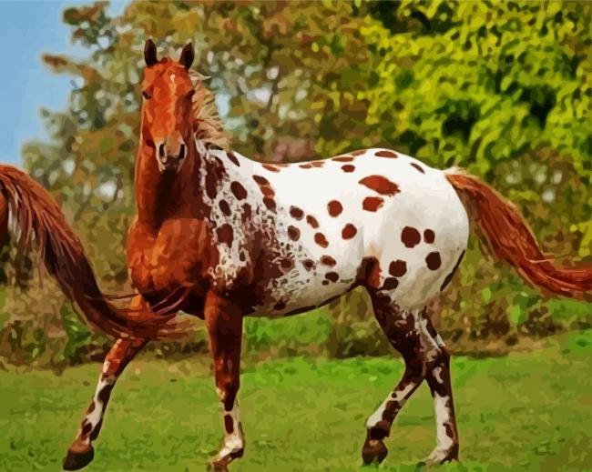 Brown Appaloosa Horse paint by numbers