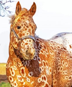 Brown Appaloosa paint by numbers