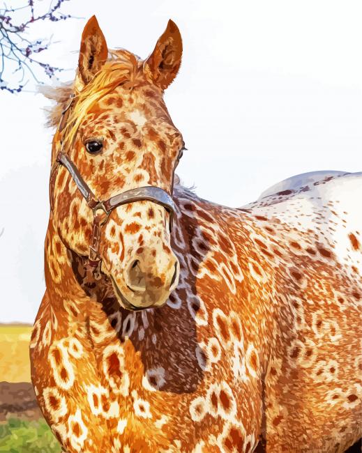 Brown Appaloosa paint by numbers