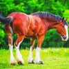 Brown Clydesdale Horse paint by numbers