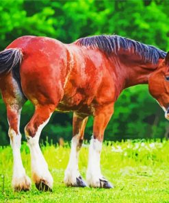 Brown Clydesdale Horse paint by numbers