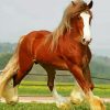 Brown Clydesdale Animal paint by numbers