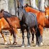 Brumby Horses Animals paint by numbers