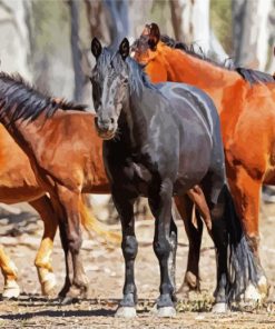 Brumby Horses Animals paint by numbers