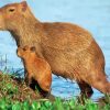 Capybara Rodent paint by number