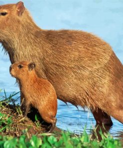 Capybara Rodent paint by number