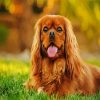 Cavalier King Charles Spaniel paint by number