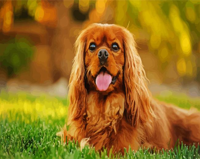Cavalier King Charles Spaniel paint by number