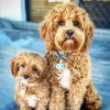 Cavoodle Dogs paint by numbers