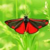 Cinnabar moth Butterfly paint by numbers