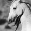 Black And White Brumby paint by numbers