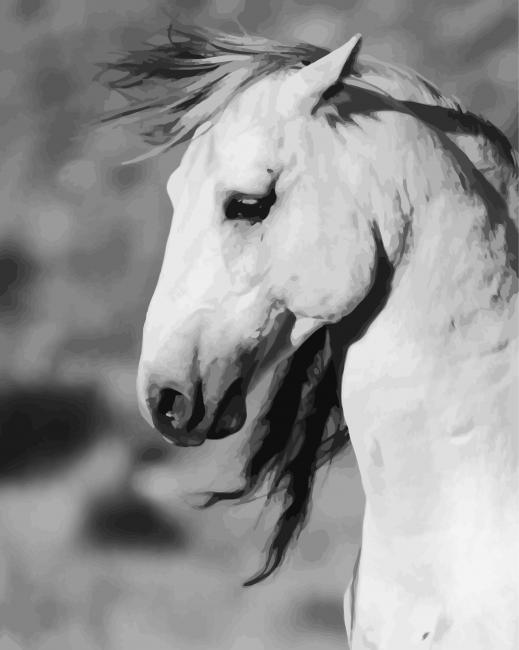 Black And White Brumby paint by numbers
