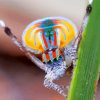 Colorful Spider paint by numbers