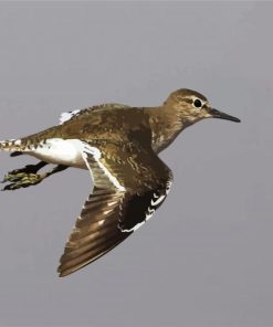 Common Sandpiper Bird paint by number