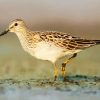 Common Sandpiper paint by number