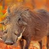 Animal Common Warthog paint by numbers