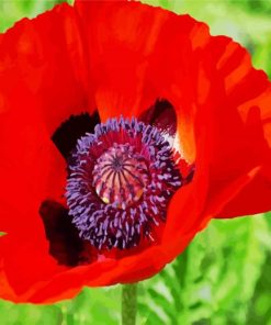 Coquelicot Poppy paint by number