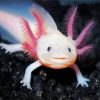 Cute Axolotl paint by number