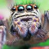Cute Spider Insect paint by numbers
