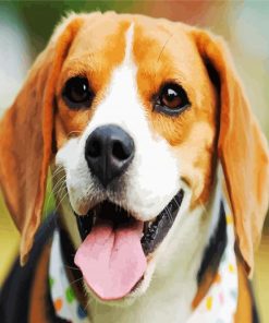 Cute Beagle Dog Head paint by number
