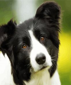 Cute Border Collie paint by number