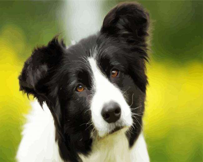Cute Border Collie paint by number