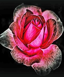 Dark Velvet Rose paint by number