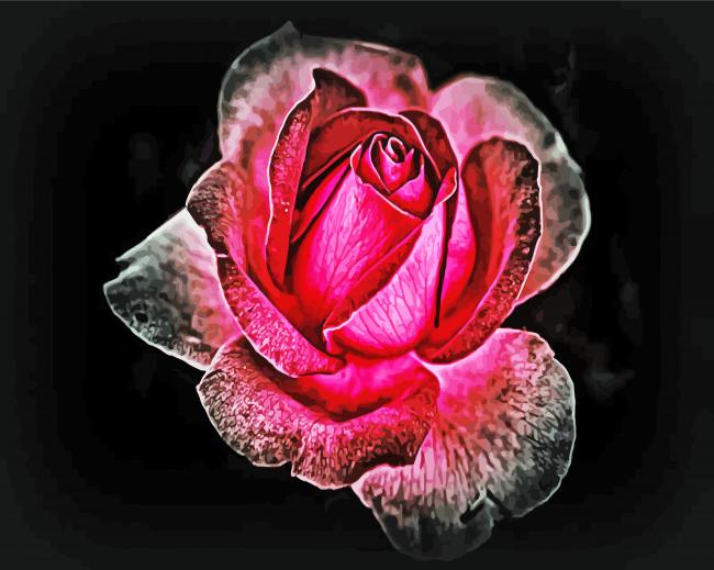 Dark Velvet Rose paint by number