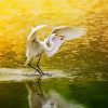 Egrets Bird Animal paint by numbers