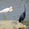 Egrets Bird paint by numbers