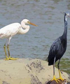 Egrets Bird paint by numbers