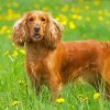 English Cocker Spaniel Dog paint by numbers