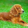 Cute English Cocker Spaniel Dog paint by numbers