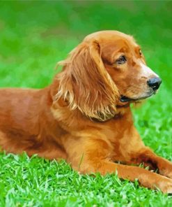 Cute English Cocker Spaniel Dog paint by numbers
