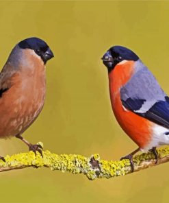 Eurasian Bullfinches paint by number