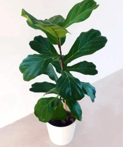 Ficus lyrata Plant Pot paint by numbers