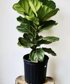 Fiddle Leaf Fig Flowering Plant paint by numbers