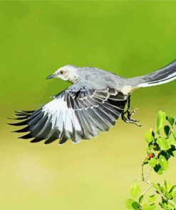 Flying Northern Mockingbird paint by number