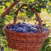 Fresh Plums Basket paint by numbers