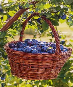 Fresh Plums Basket paint by numbers