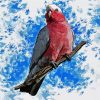 Galah Bird Art paint by number