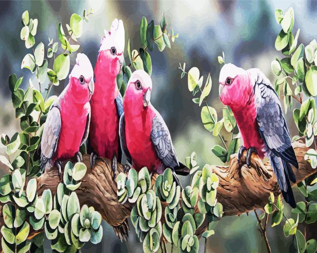 Galah Birds paint by number