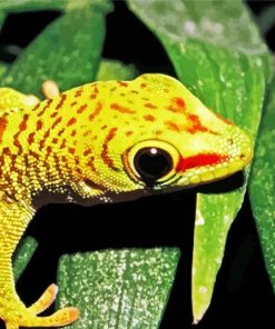 Gecko Reptile paint by number