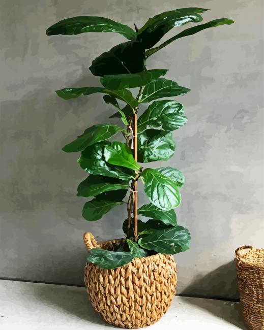 Green Fiddle Leaf Fig Plant Pot paint by numbers