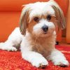 Havanese Dog Puppy paint by number