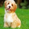 Havanese Dog paint by number