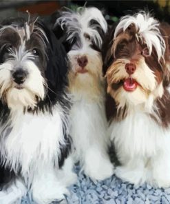 Havanese Puppies paint by number