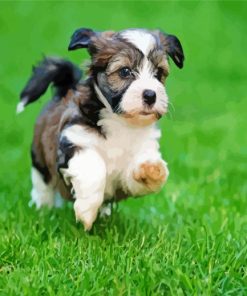 Havanese Puppy Running paint by number