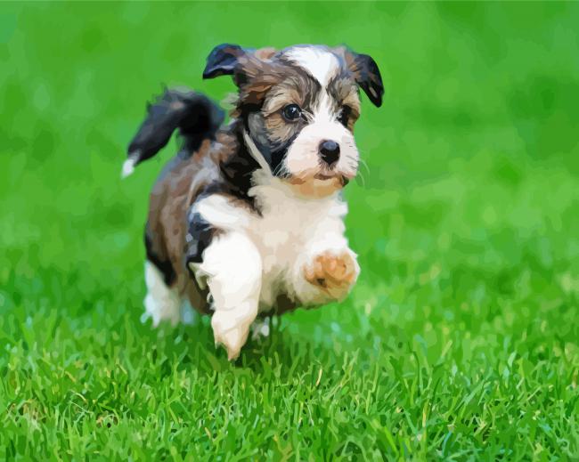 Havanese Puppy Running paint by number