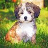 Havanese Puppy paint by number